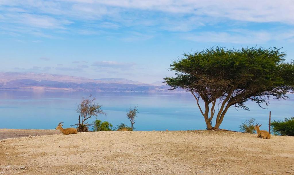Ein Gedi Caravan By Dory Caravan Buitenkant foto