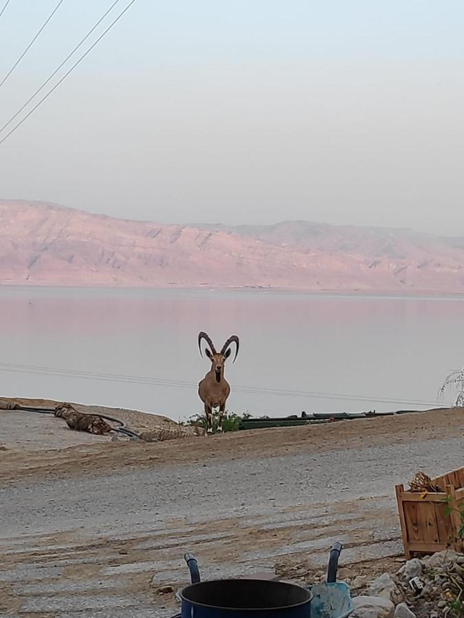 Ein Gedi Caravan By Dory Caravan Buitenkant foto